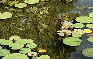 Teich - Pond